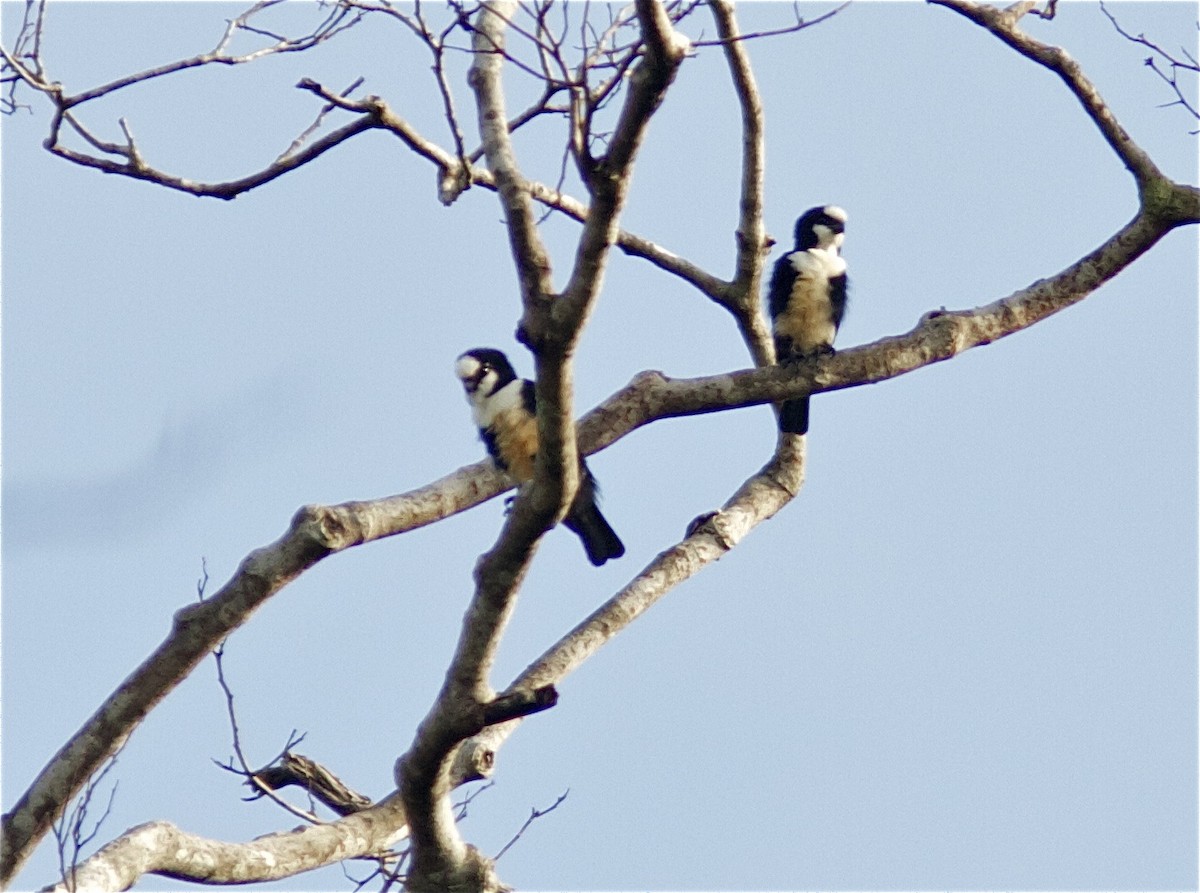 White-fronted Falconet - ML204474801