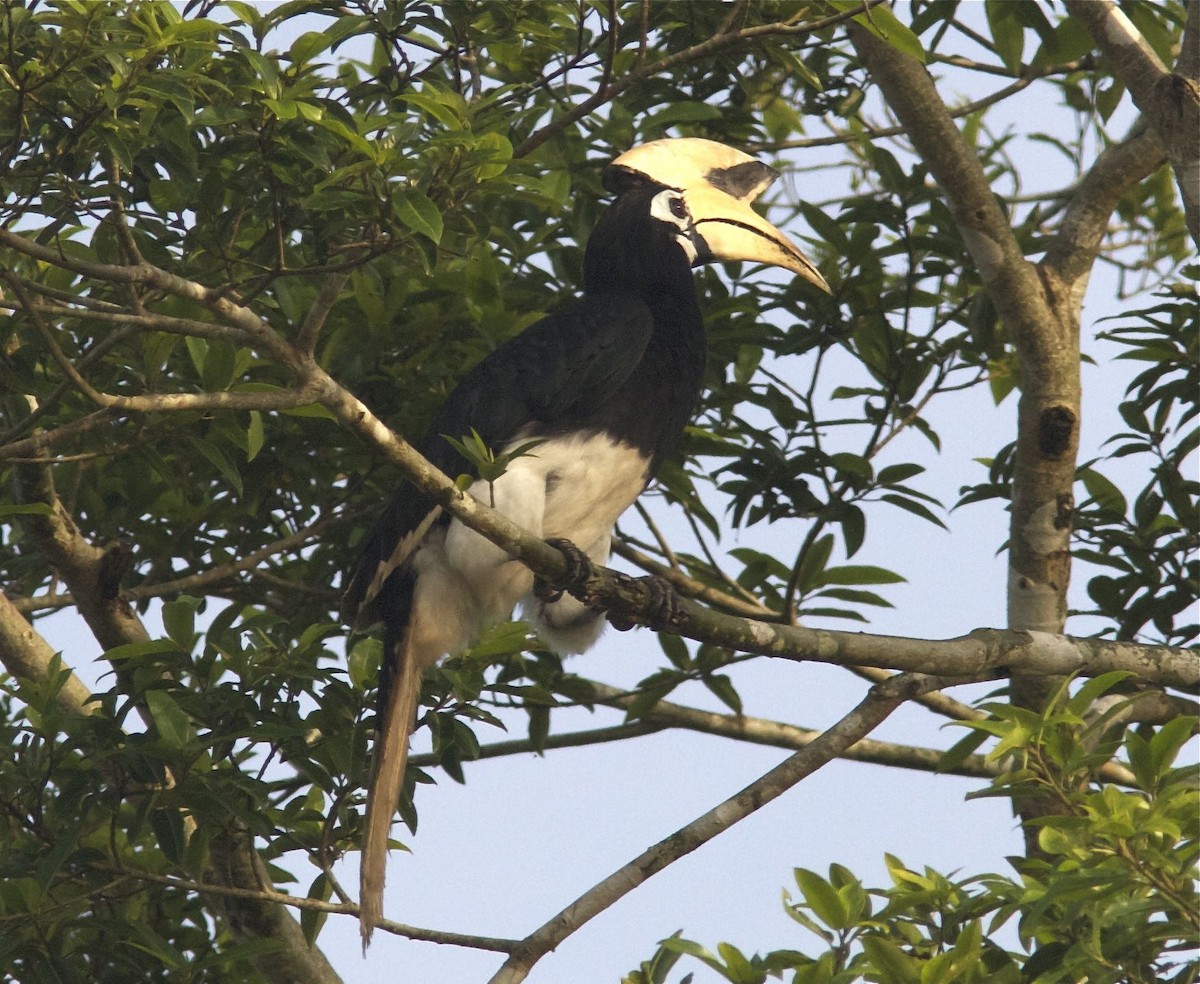 Oriental Pied-Hornbill - Ken Havard