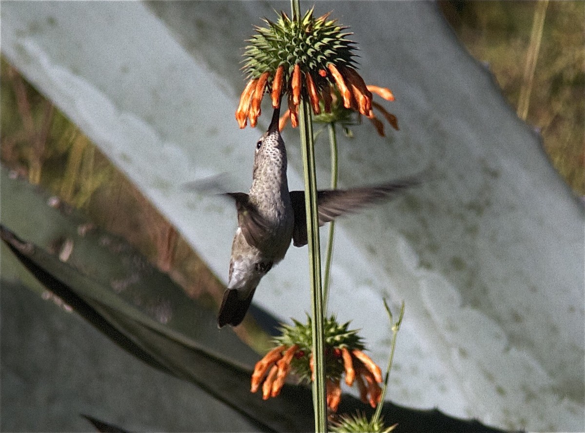 Spot-throated Hummingbird - Ken Havard