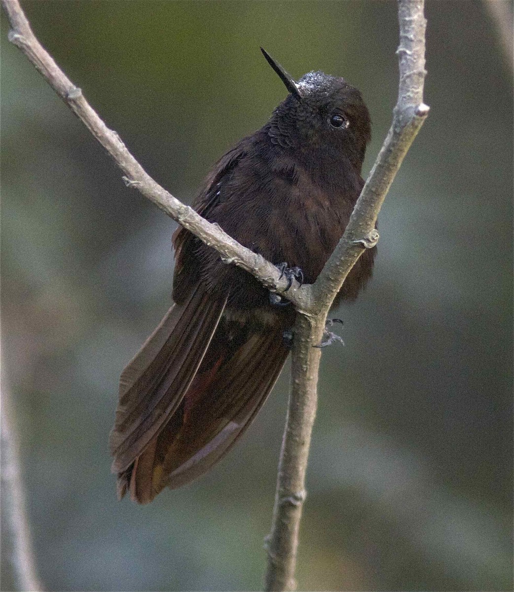 kolibřík mourovatý - ML204476331