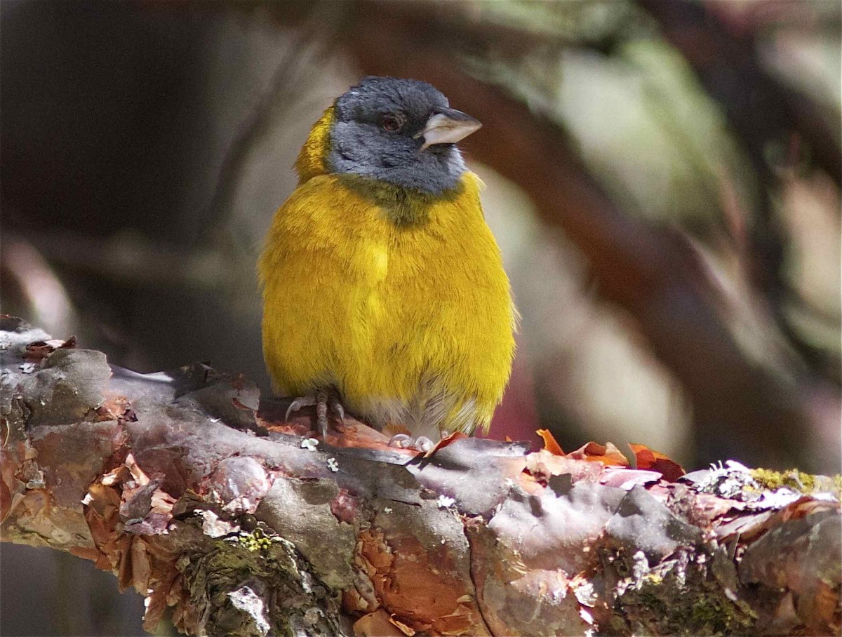 Peruvian Sierra Finch - Ken Havard