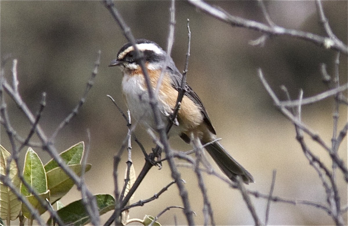 Plain-tailed Warbling Finch - Ken Havard