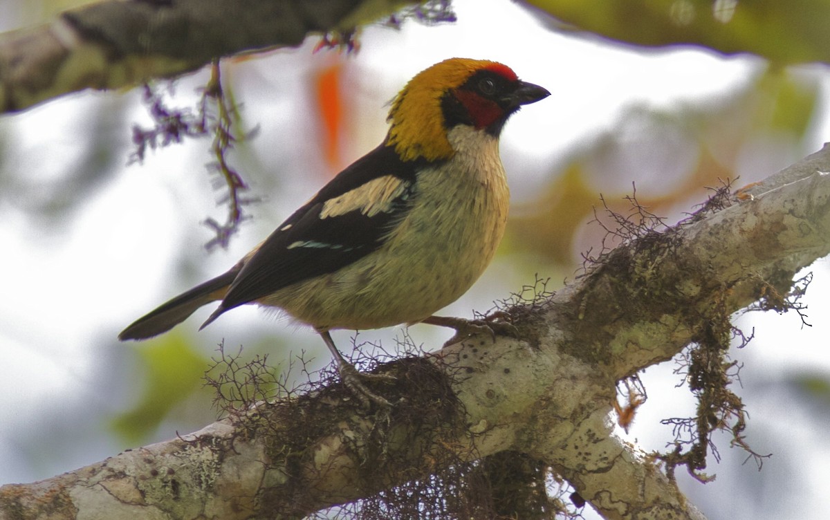 Flame-faced Tanager (Flame-faced) - Ken Havard