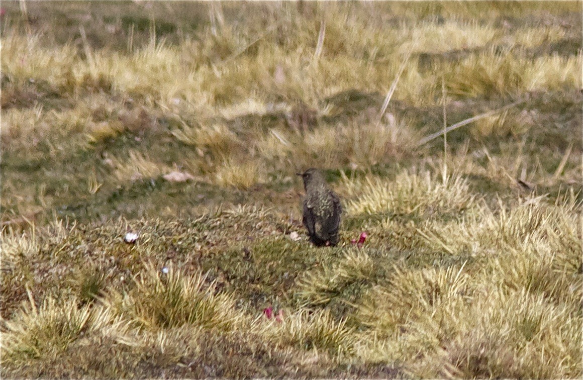 Olivaceous Thornbill - ML204476781