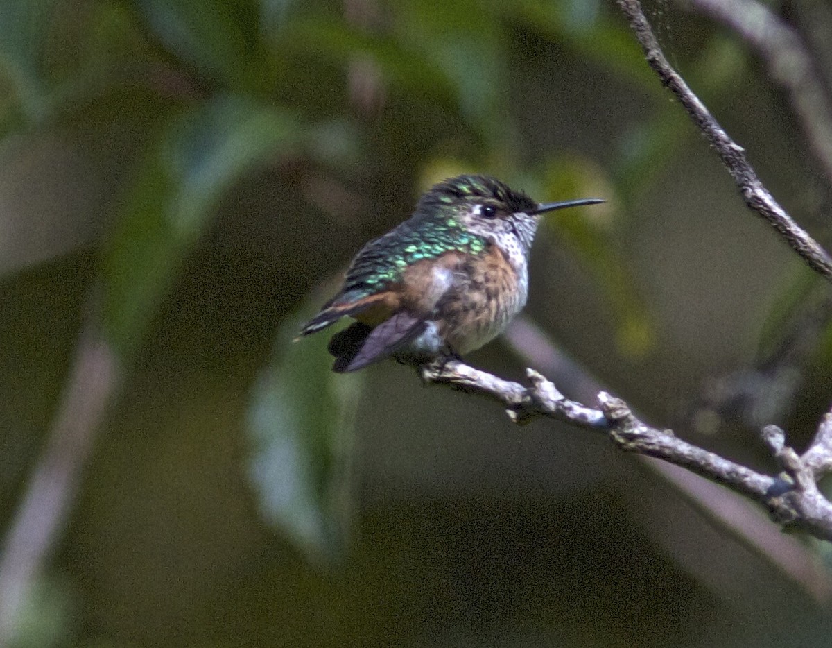 Wine-throated Hummingbird - Ken Havard