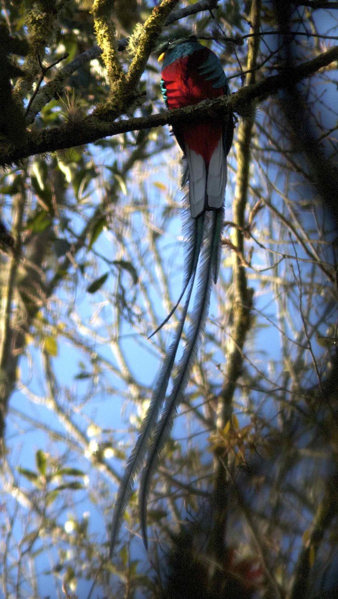 kvesal chocholatý (ssp. mocinno) - ML204476921