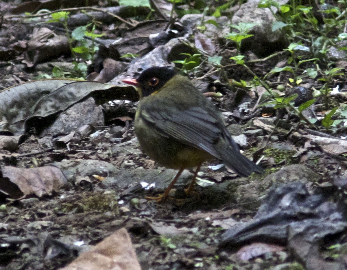 Yellow-throated Nightingale-Thrush - Ken Havard