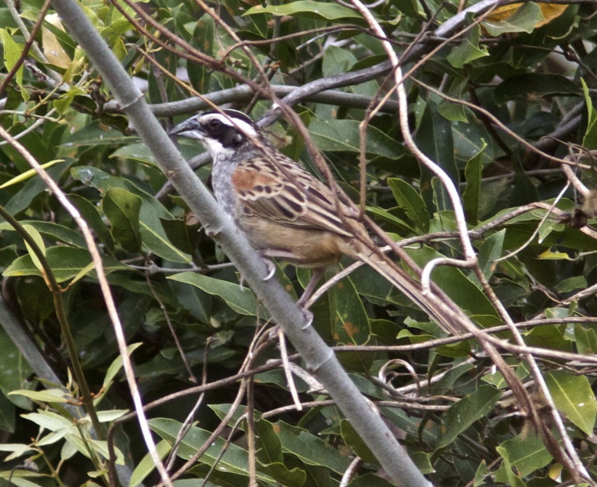 Stripe-headed Sparrow - ML204477011