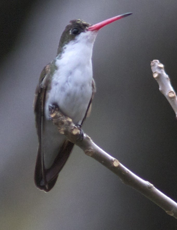 Green-fronted Hummingbird (Green-fronted) - Ken Havard