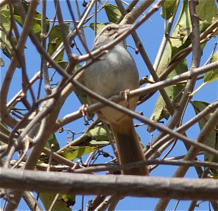 Cinnamon-tailed Sparrow - Ken Havard