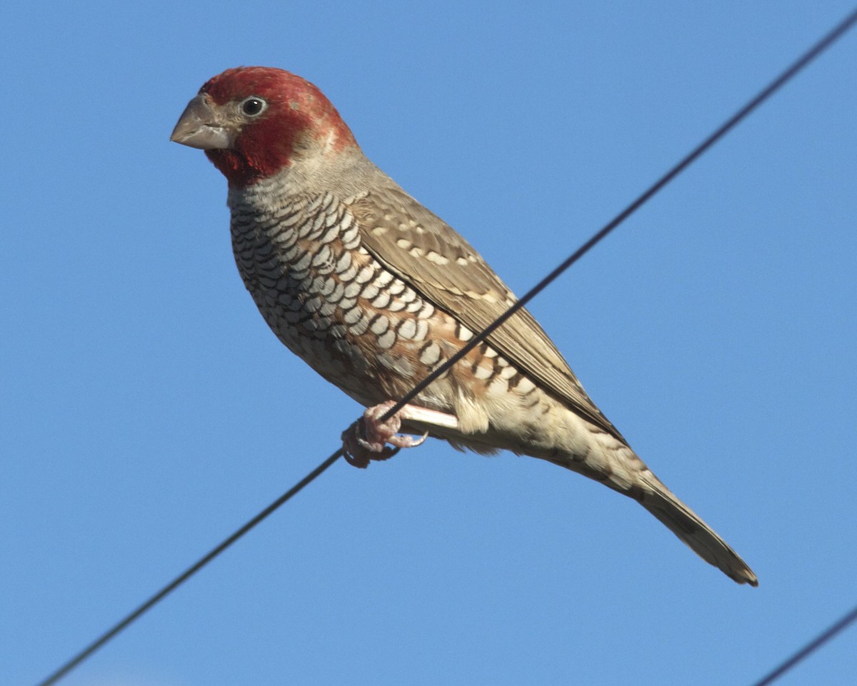 Red-headed Finch - ML204477131
