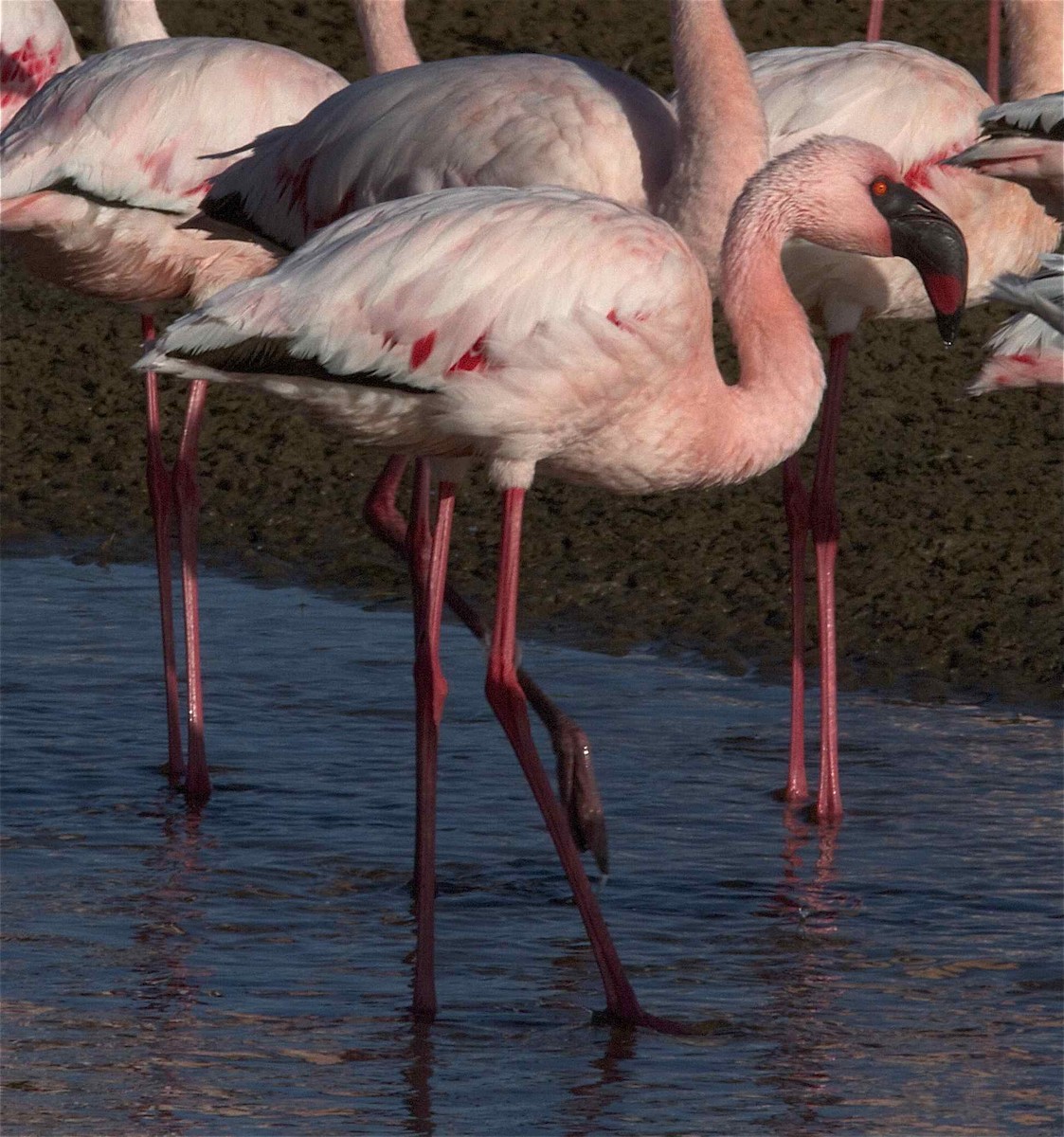Lesser Flamingo - ML204477411