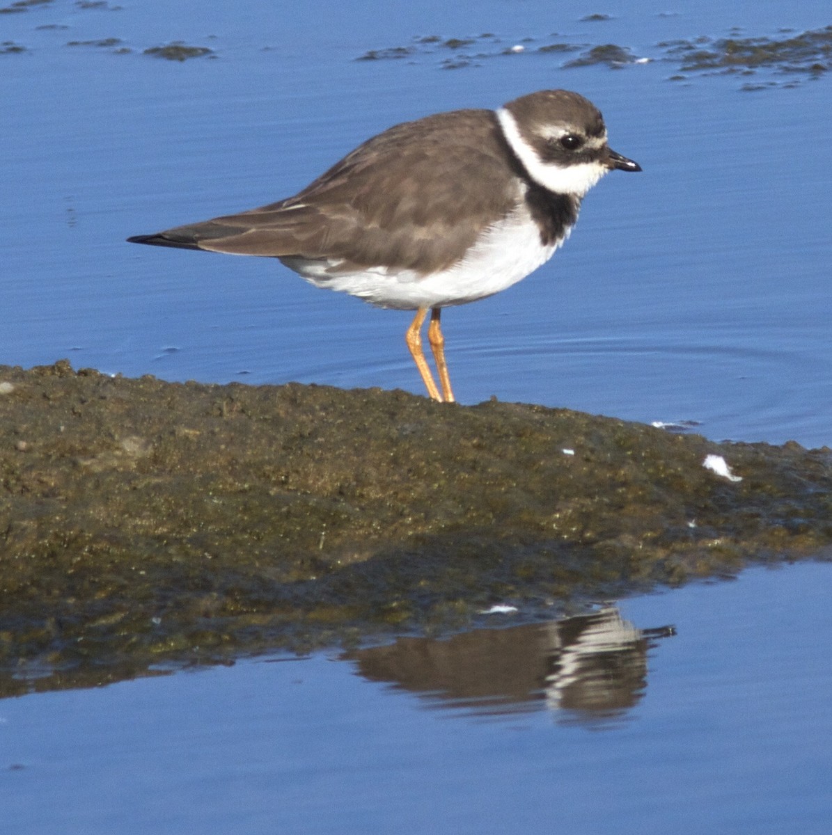 Common Ringed Plover - ML204477421