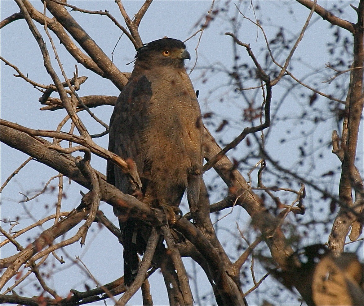 Crested Serpent-Eagle - ML204478541