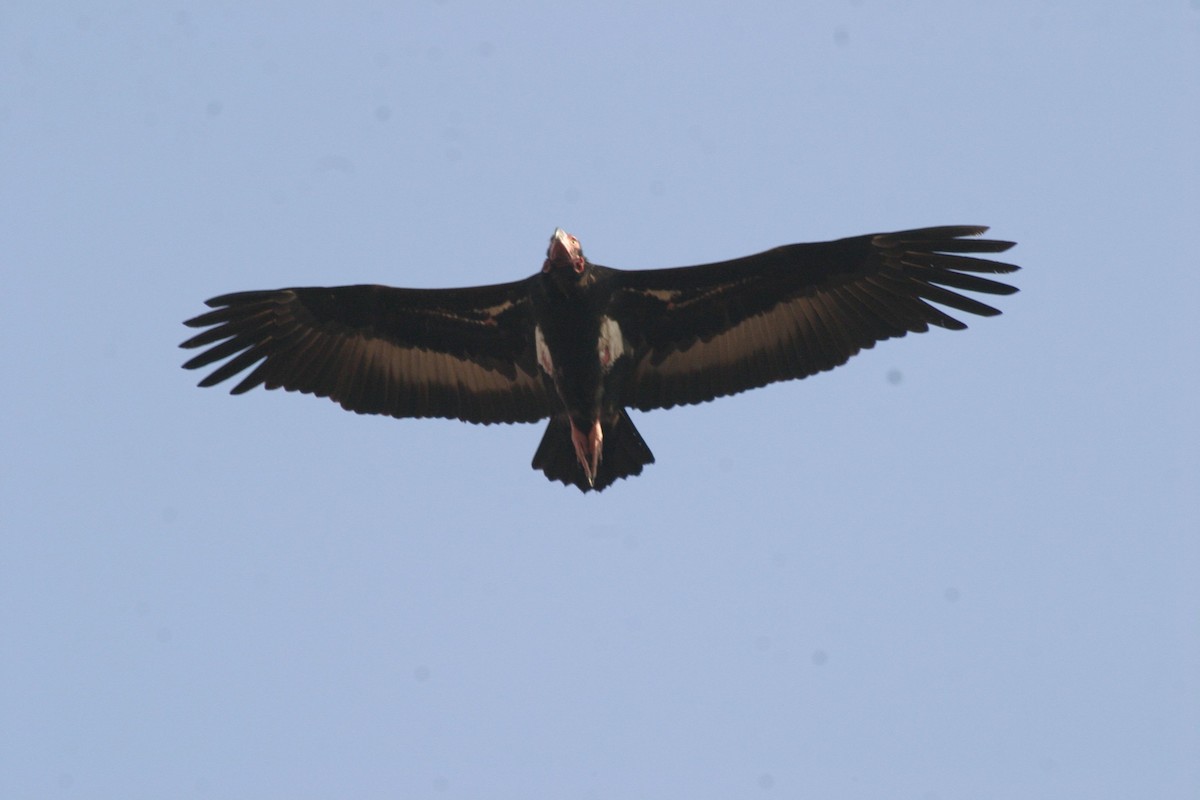 Red-headed Vulture - Ken Havard