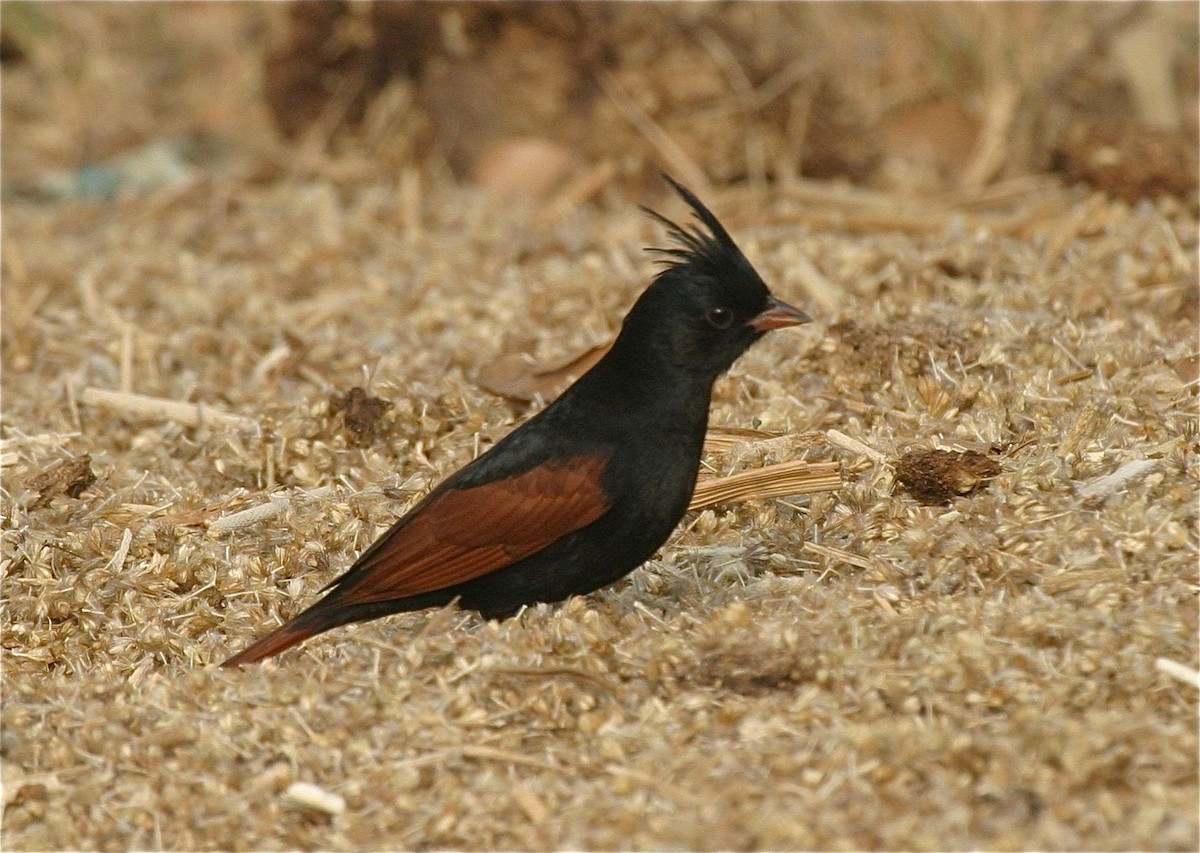 Crested Bunting - ML204478681