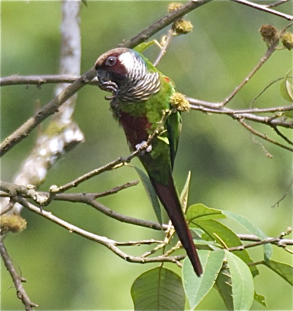 Gray-breasted Parakeet - ML204478771