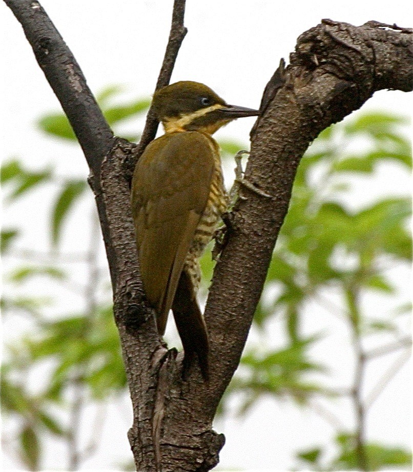 Golden-green Woodpecker - ML204478891