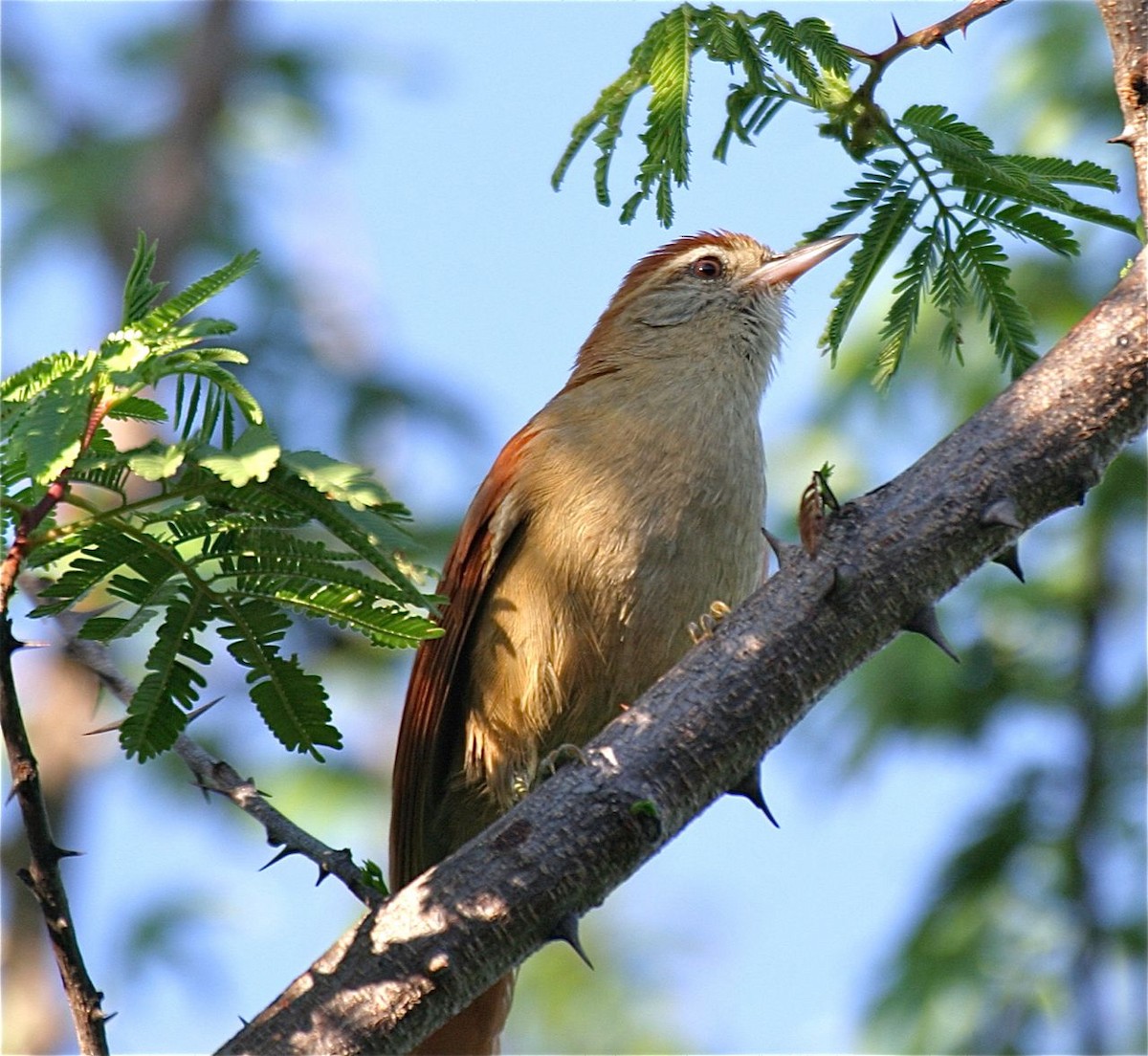 Rusty-backed Spinetail - ML204478921