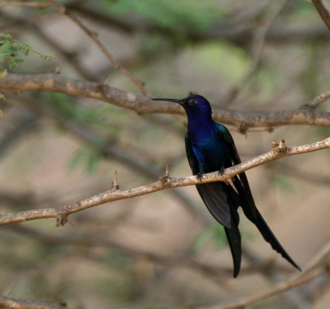 Swallow-tailed Hummingbird - Ken Havard
