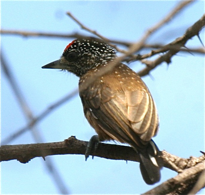 Spotted Piculet - ML204479001