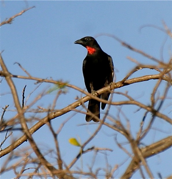 Scarlet-throated Tanager - ML204479021