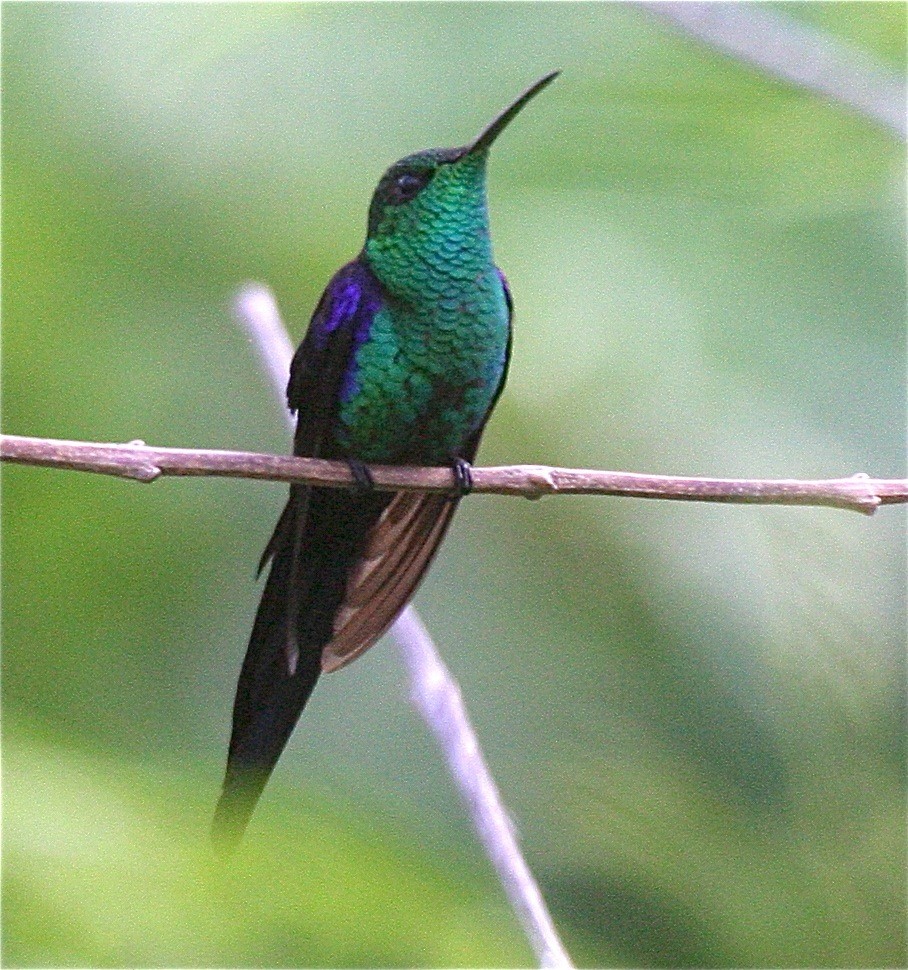 kolibřík pralesní - ML204479281