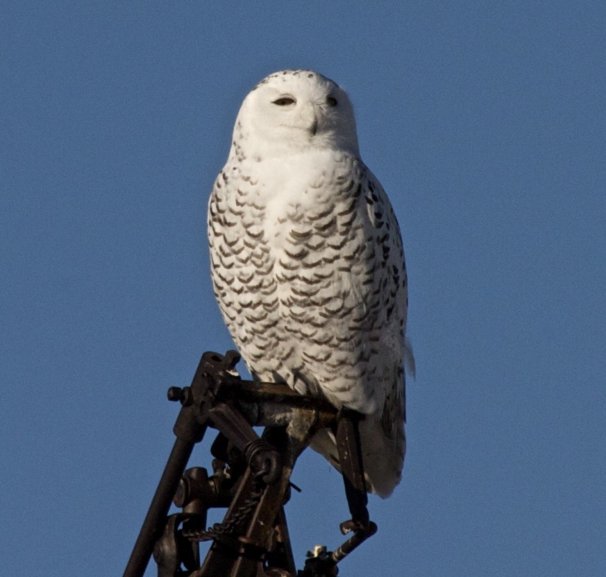 Snowy Owl - ML204479441