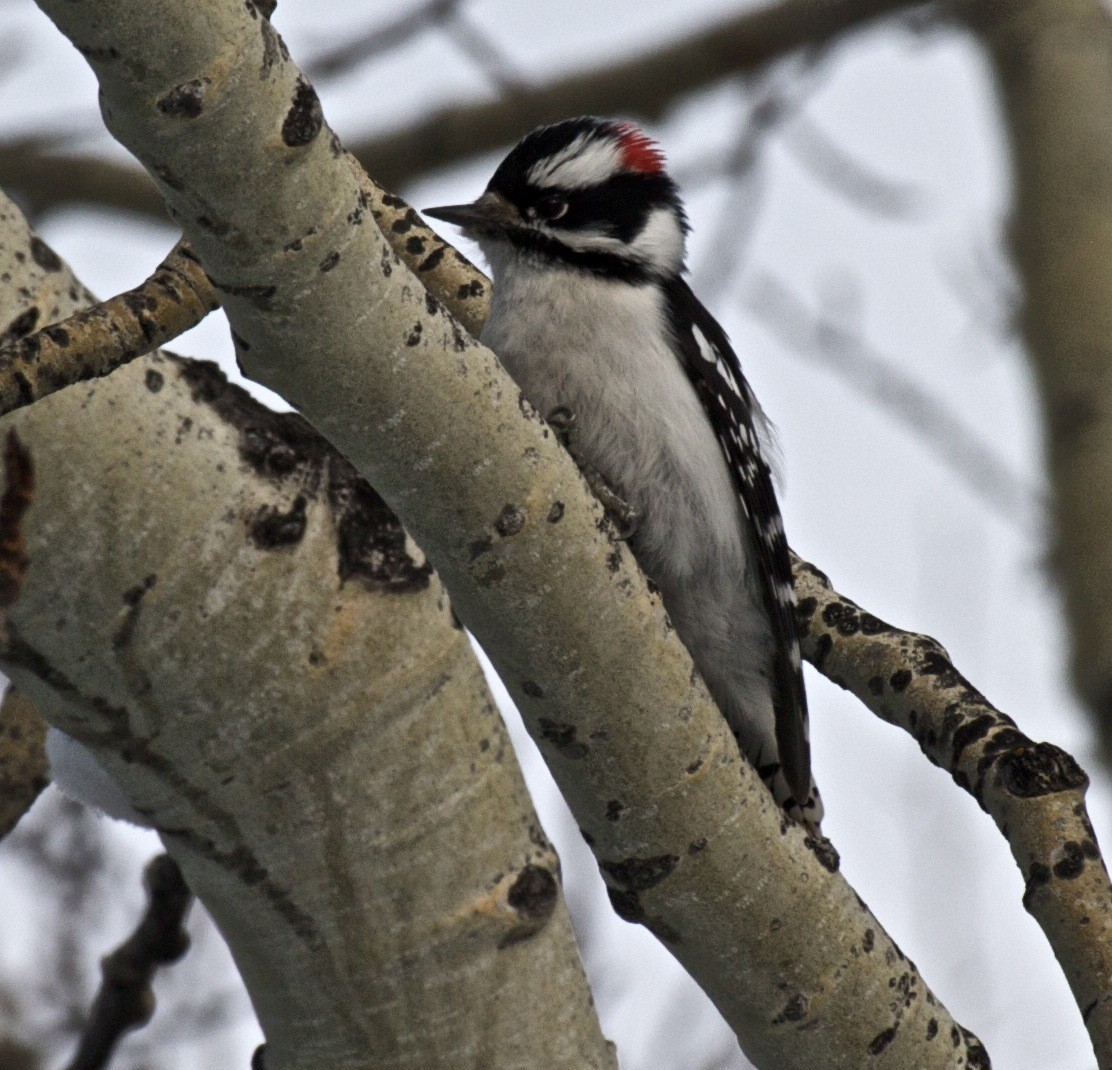 Downy Woodpecker (Eastern) - Ken Havard