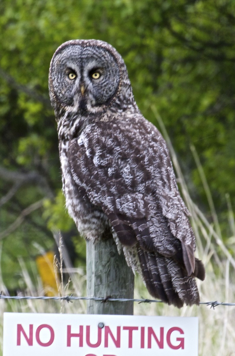 Great Gray Owl (American) - Ken Havard