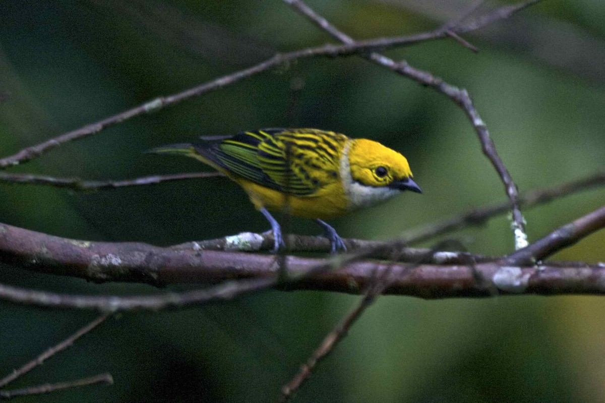 Silver-throated Tanager - ML204479901