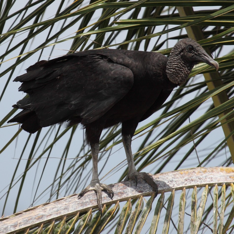 Black Vulture - Jim Bachman