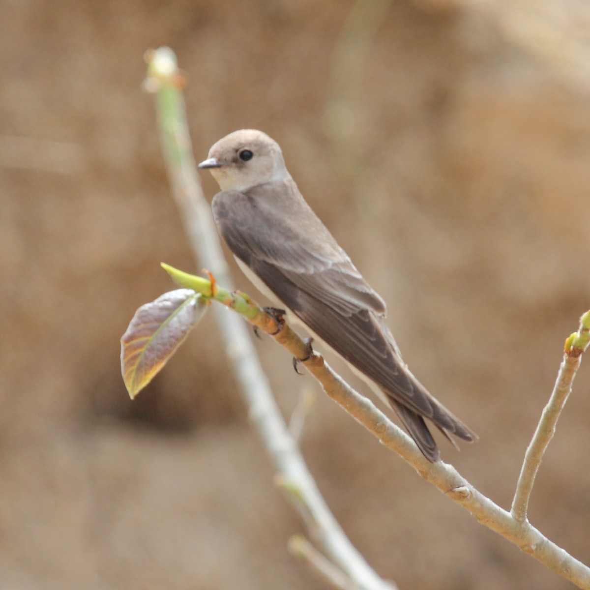 Northern Rough-winged Swallow (Northern) - ML204480401