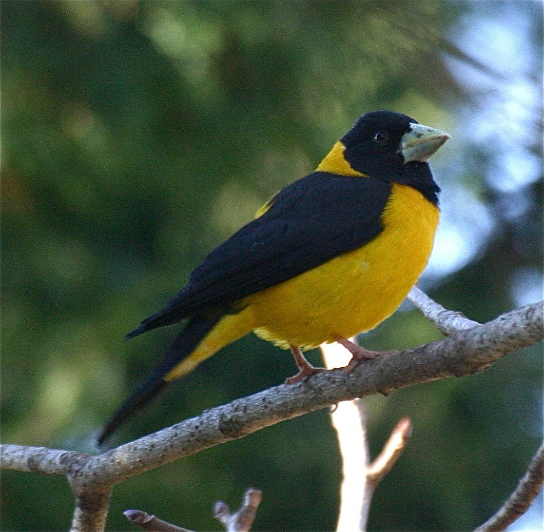Black-and-yellow Grosbeak - Ken Havard