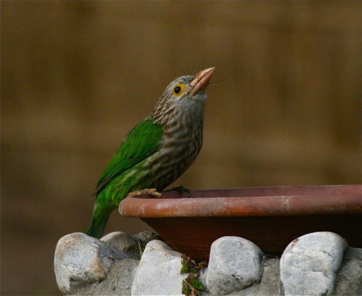 Lineated Barbet - ML204480801