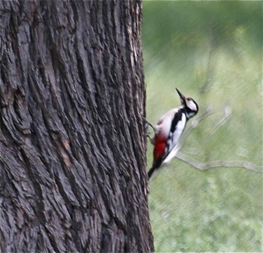 White-winged Woodpecker - ML204481071