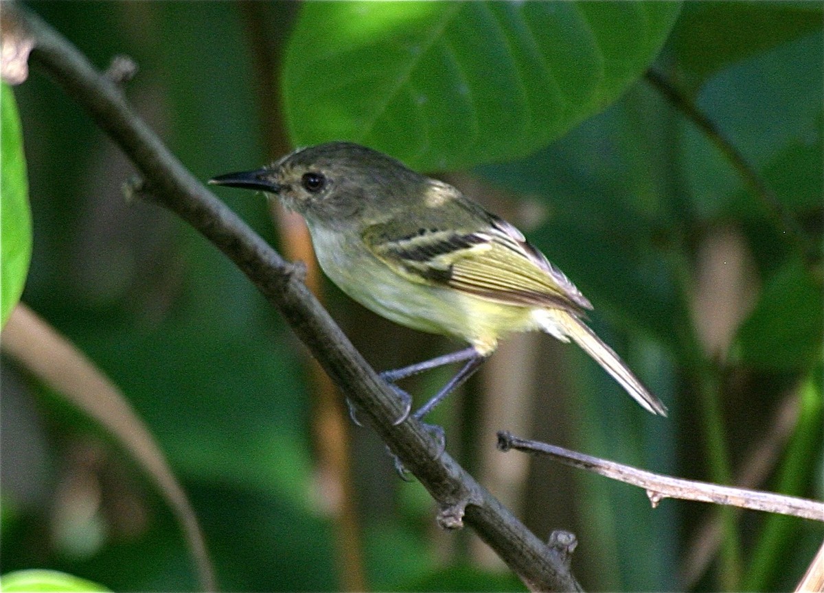 Smoky-fronted Tody-Flycatcher - ML204481151