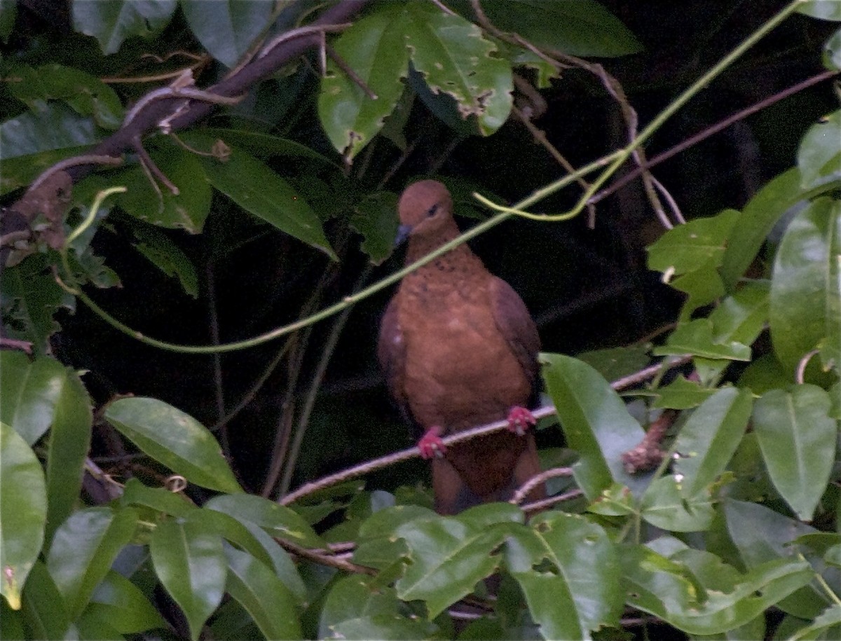 Mackinlay's Cuckoo-Dove - ML204481221