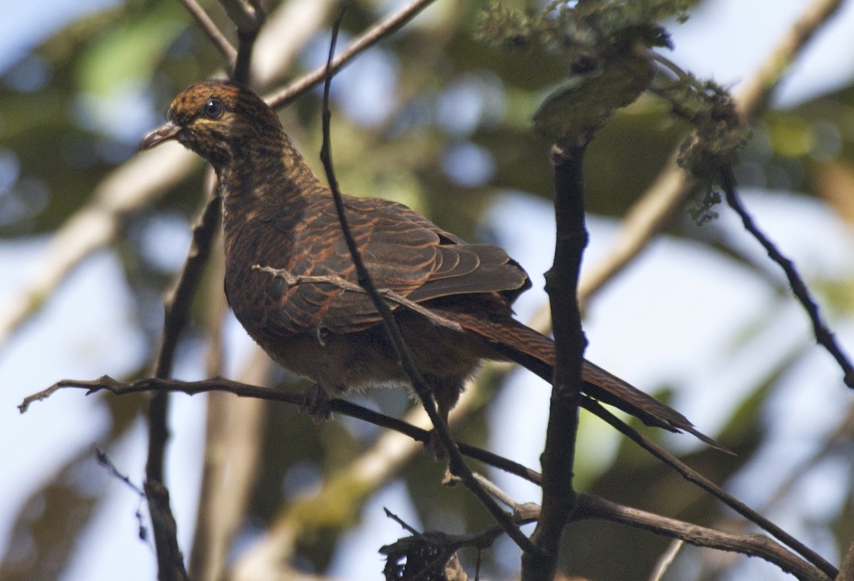Black-billed Cuckoo-Dove - Ken Havard