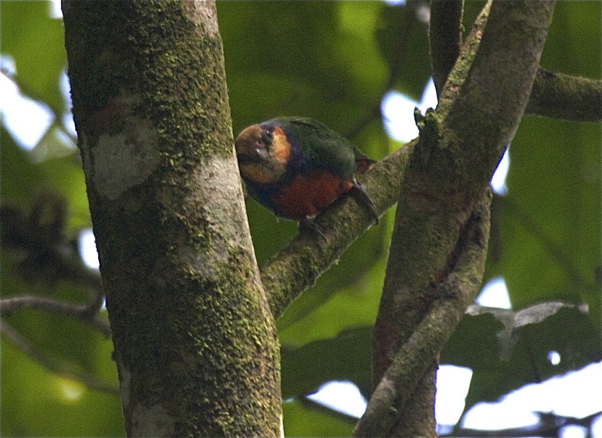 Red-breasted Pygmy-Parrot - Ken Havard