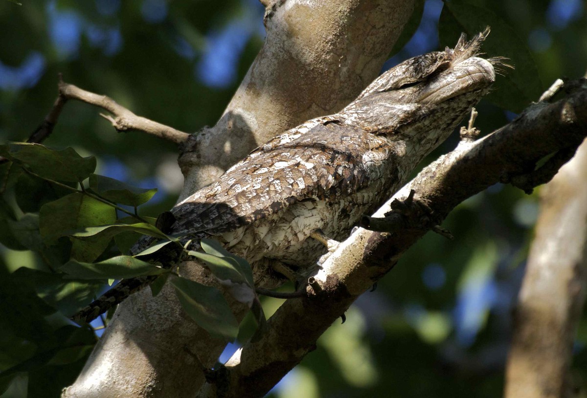 Papuan Frogmouth - ML204481411