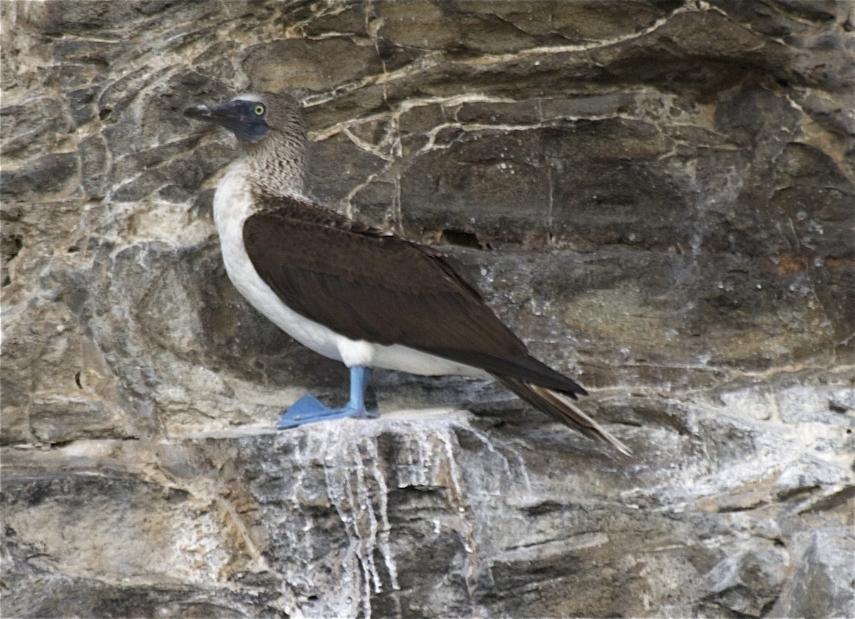 Blue-footed Booby - Ken Havard