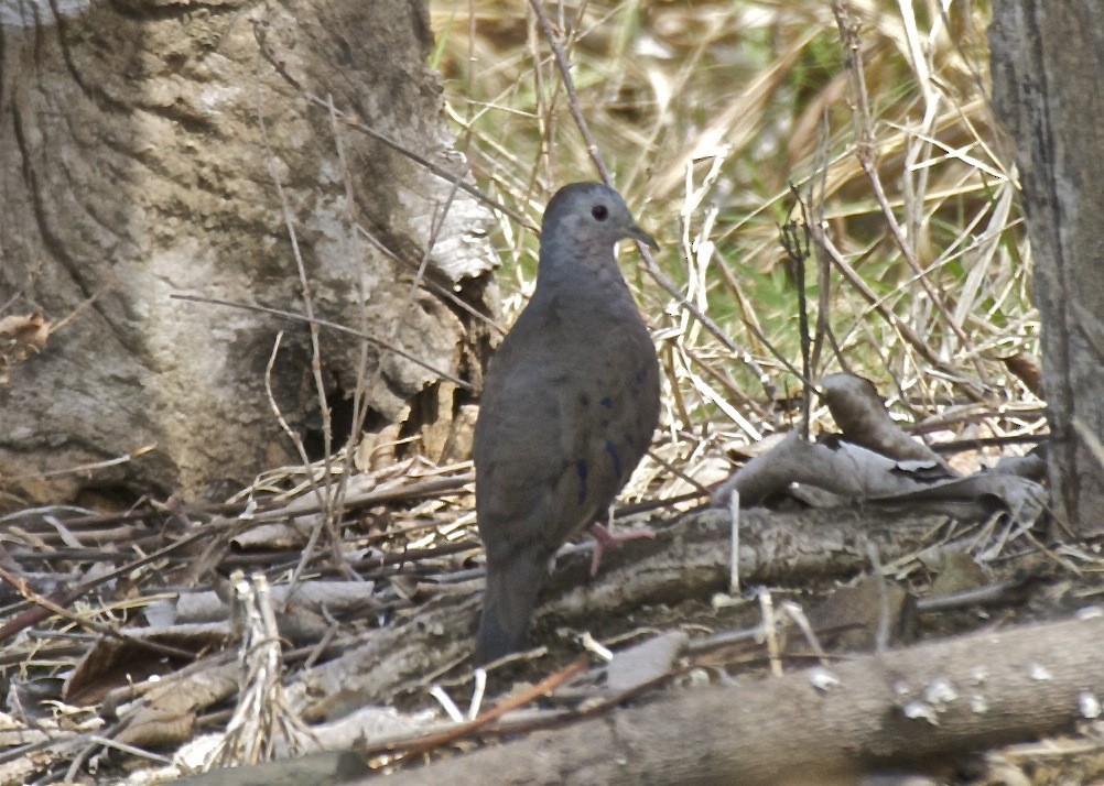 Plain-breasted Ground Dove - ML204481431