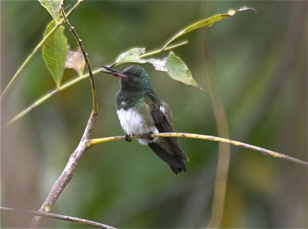 Snowy-bellied Hummingbird - Ken Havard