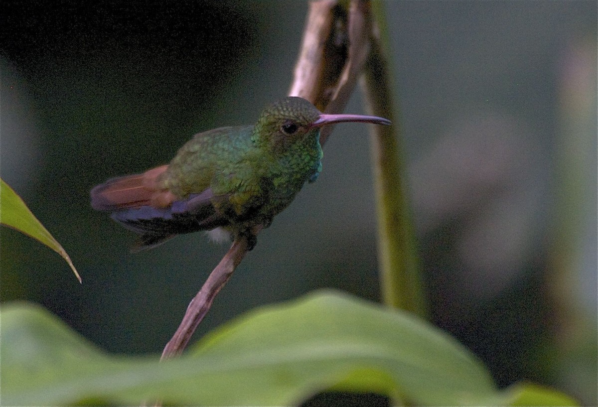 Rufous-tailed Hummingbird - Ken Havard