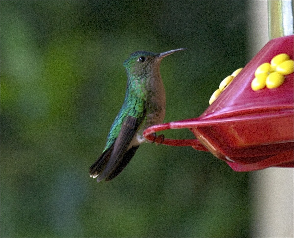Violet-capped Hummingbird - Ken Havard