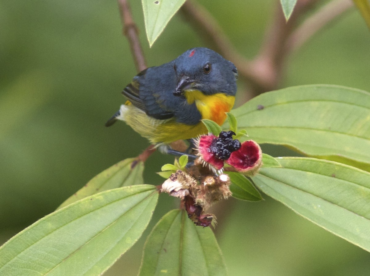 Yellow-rumped Flowerpecker - Ken Havard