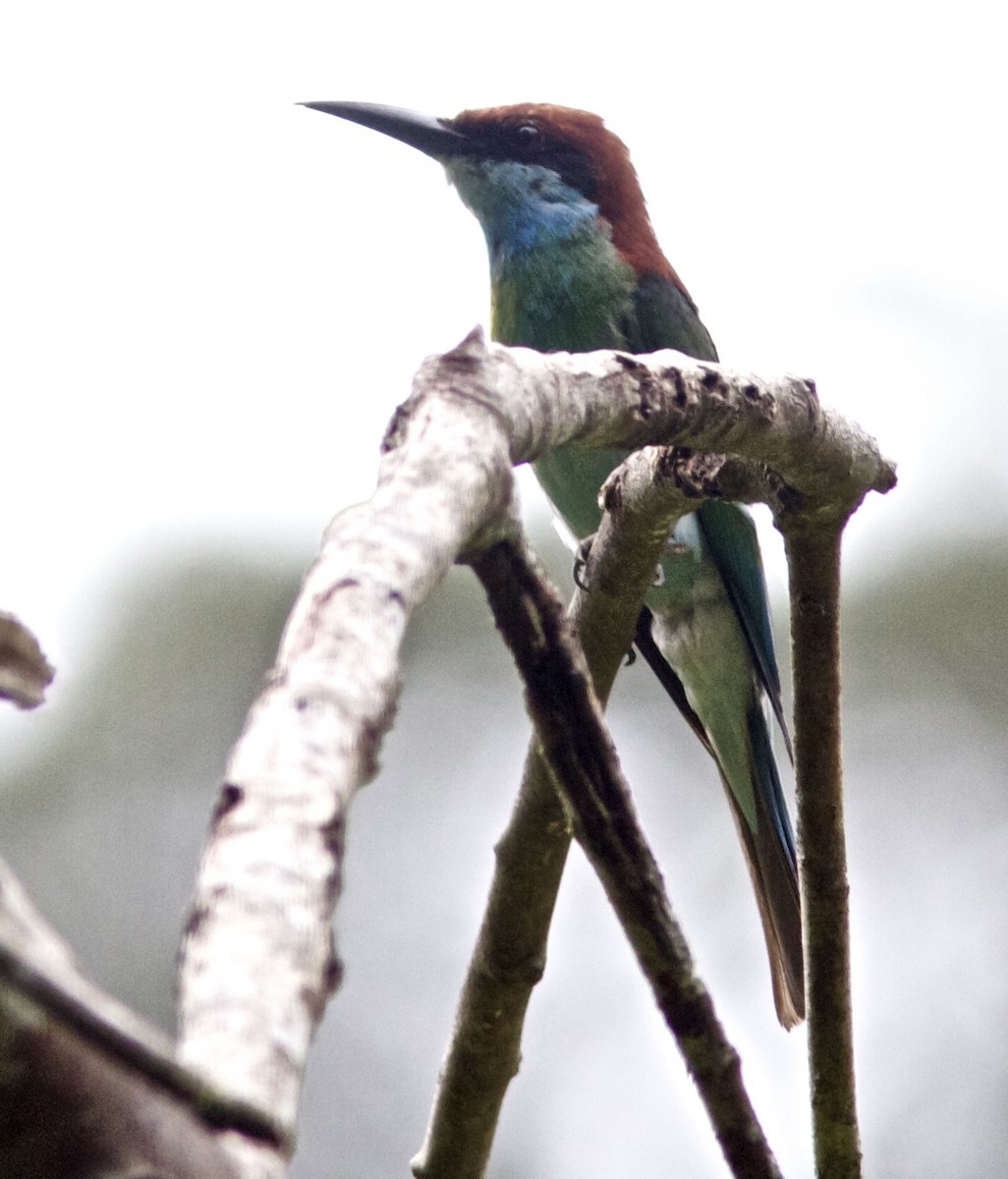 Blue-throated Bee-eater - ML204481941