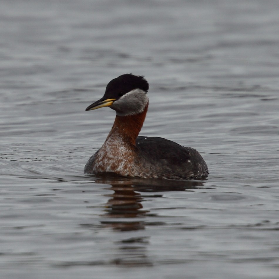 Red-necked Grebe - ML204482461