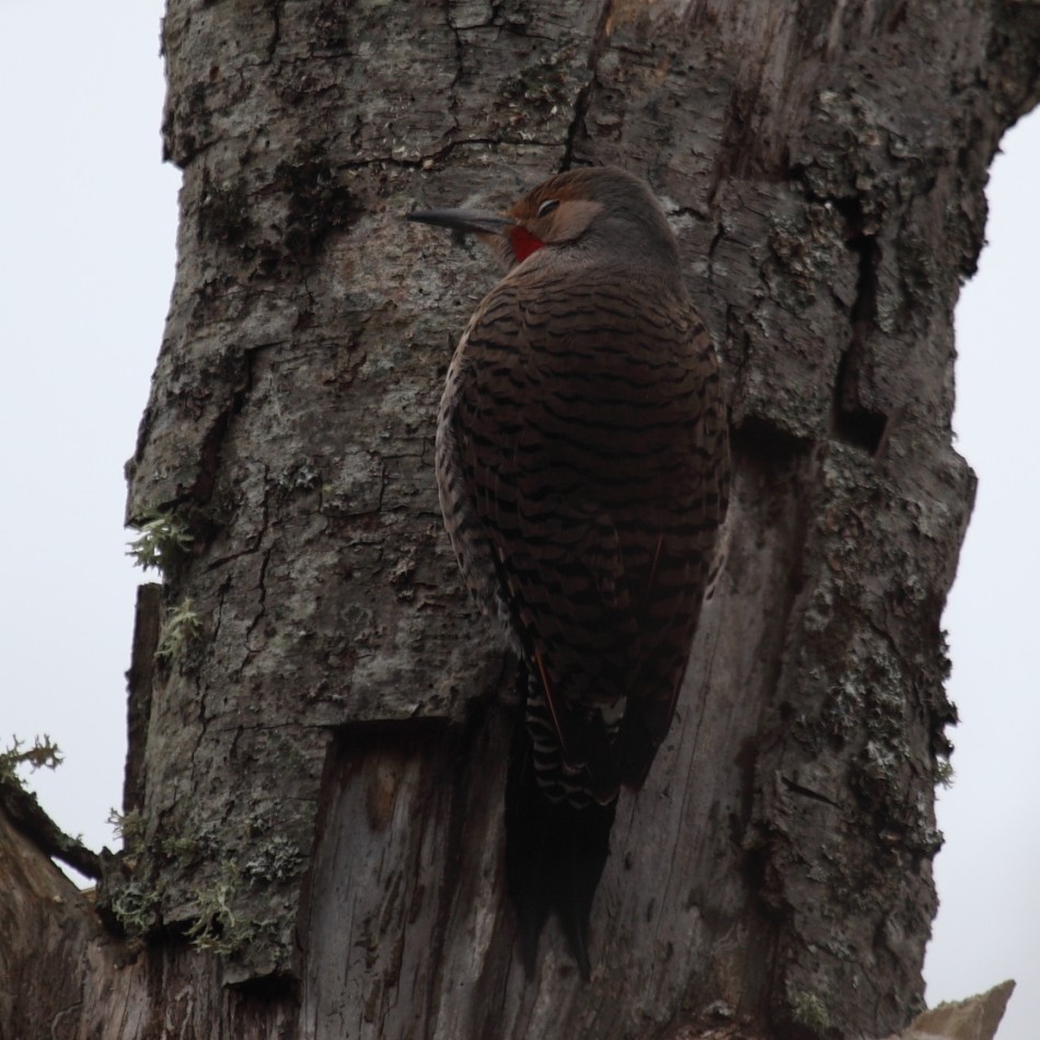 Northern Flicker (Red-shafted) - Jim Bachman